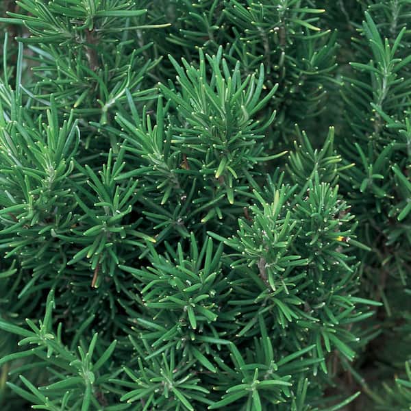 ALTMAN PLANTS Rosmarinus Rosemary Full Flat Ground Cover Plant With Assorted Color Flowers Grass