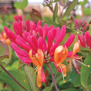 Goldflame Honeysuckle (Lonicera), Live Flowering Vining Plant with Pink Flowers Grown in a 4 in. Pot (1-Pack)