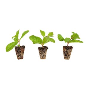 Sweet Mint Plug, 3 cu. in., Live Plants (3-Pack)