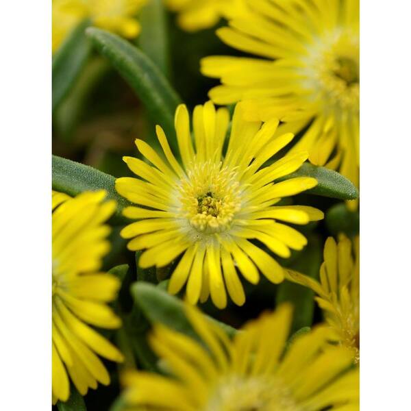 PROVEN WINNERS Button Up Gold Trailing Iceplant (Delosperma) Live Plant, Yellow Flowers, 4.5 in. qt.