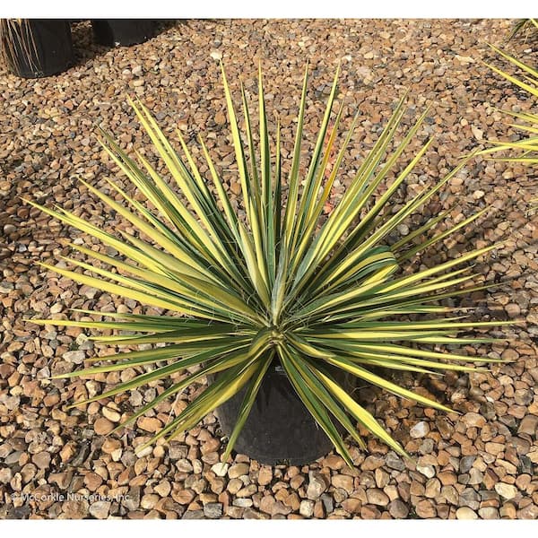 MCCORKLE 1 Gal. Color Guard Yucca Flowering Live Shrub with Cream and Dark Green Foliage and White Flowers