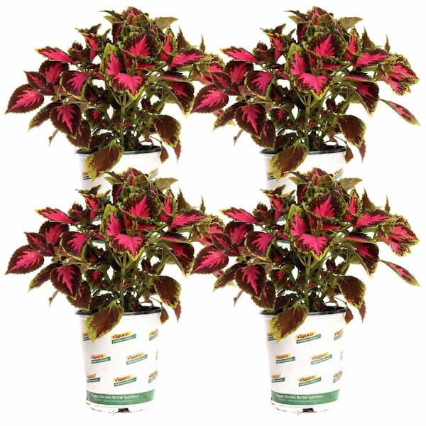 1 qt. Sun Coleus Annual Plant Chocolate Covered Cherry (4-Pack)