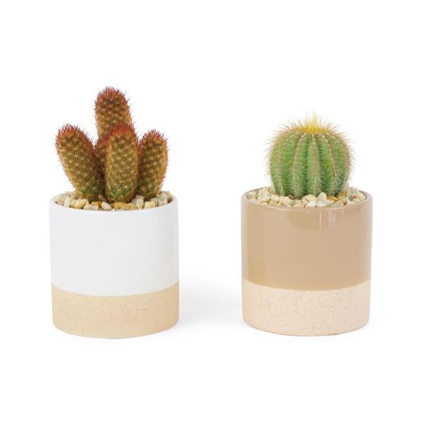 Pure Beauty Farms 1.38 Pt. Cactus Plant in 4 In. Ceramic Pot (2-Plants)