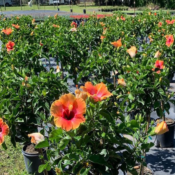 Reviews for OnlinePlantCenter 3 Gal. Fiesta Hibiscus Flowering
