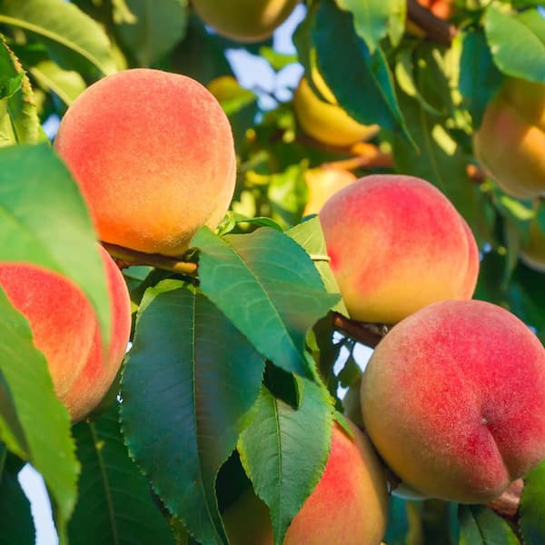 Unbranded 7 gal. La Feliciana Peach  Fruit Tree