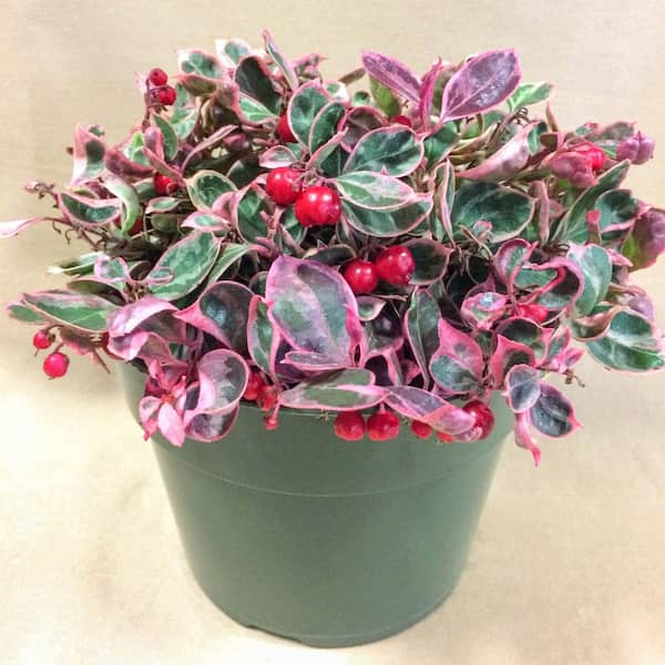 Spring Hill Nurseries 4 in. Pot Winter Splash Wintergreen Shrub Potted ...