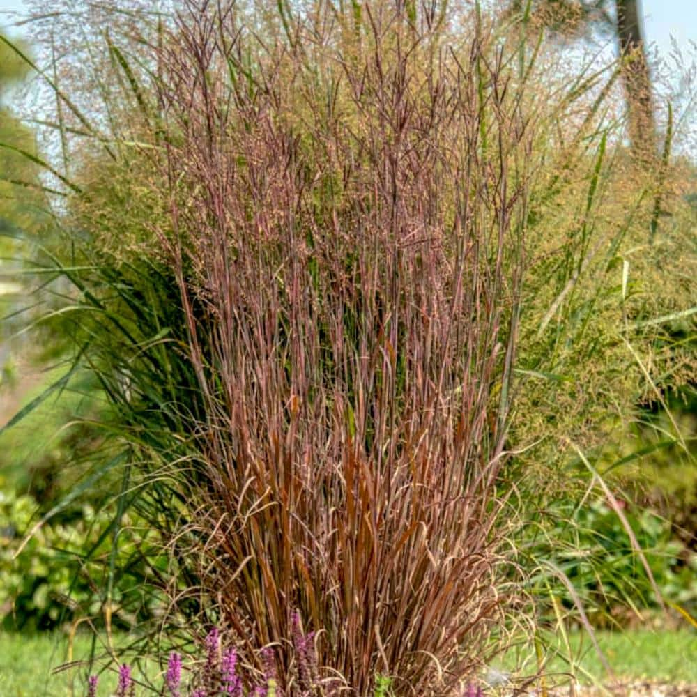 Spring Hill Nurseries Big Bluestem (Andropogon), Live Bareroot ...