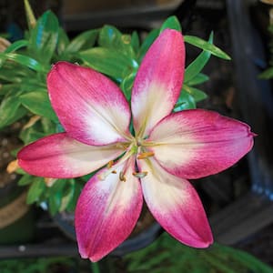 2 Qt. Lily 'Tiny Diamond' Perennial Plant with Pink Flowers