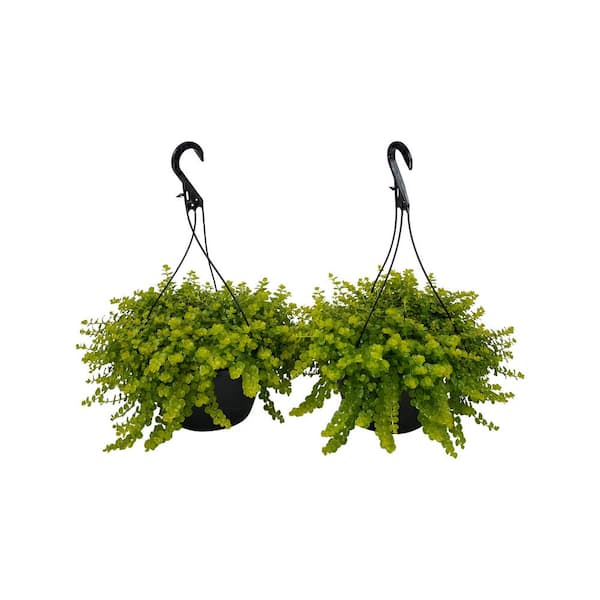 Pure Beauty Farms 1.8 Gal. Creeping Jenny Lysimachia Plant in 10 In. Hanging Basket