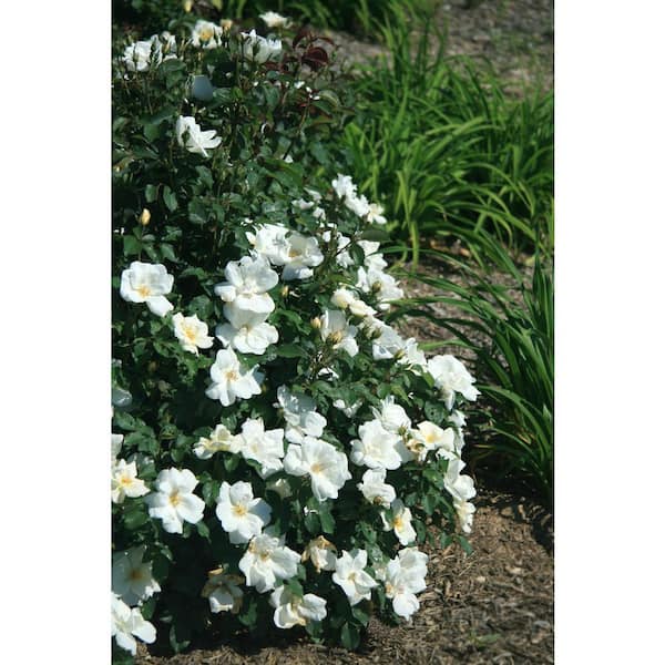 KNOCK OUT 1 Gal. White Knock Out Rose Bush with White Flowers 13170 - The  Home Depot