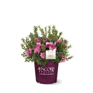 1 Gal. Encore Autumn Empress Azalea Shrub with Pink Semi-Double Reblooming Flowers