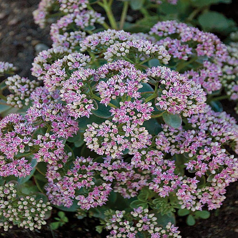 METROLINA GREENHOUSES #5 1 Qt. Sunsparkler Lime Zinger Green and