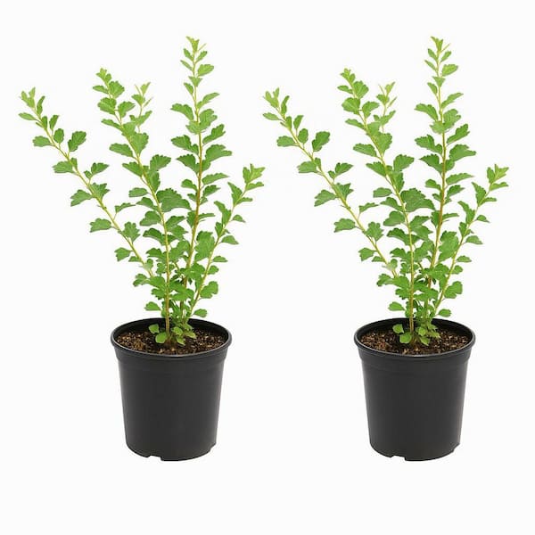 1 gal. Gro-Low Fragrant Sumac Shrub (2-Pack) – Spreading Native Shrubs with Red Fall Color and Fragrant Leaves