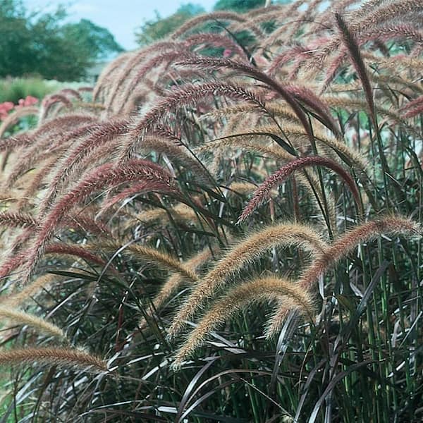 PROVEN WINNERS 1 Gal. Royale. Graceful Grasses Purple Fountain Grass Live Annual Plant, Pink Flowers (1-Pack)