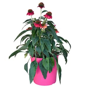 1.5 Gal. Echinacea Plant Red Flower in 8.25 in. Growers Pot