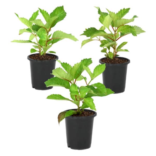 4 in. Hydrangea Preziosa (3-Pack)