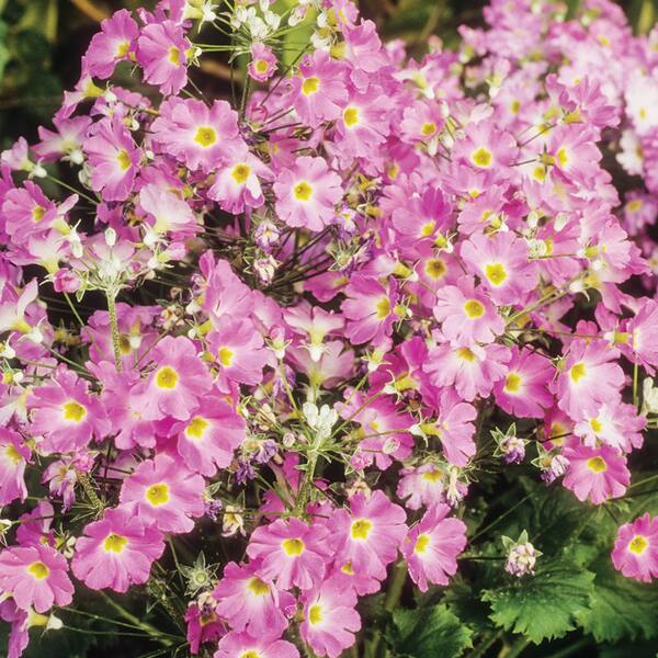 4 in. Pink Fairy Primrose Plant 48481 - The Home Depot