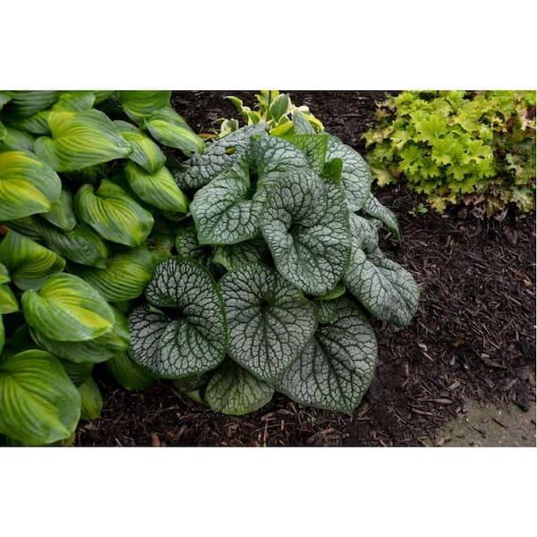 1 Gal. Siberian Bugloss Jack Of Diamonds Plant with Blue Blossoms in Grower Pot