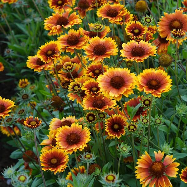 national PLANT NETWORK 3.25 in. Gaillardia SpinTop Orange Halo
