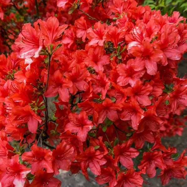 national PLANT NETWORK 2.5 Qt. Hot Shot Azalea Plant with Red Blooms