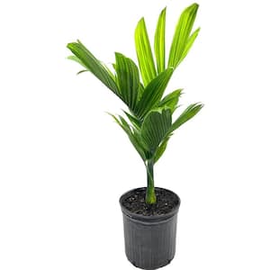 Dwarf Areca Catechu Palm-Live Plant in a 10 in. Growers Pot-Areca Catechu 'Dwarf'-Ornamental Palms