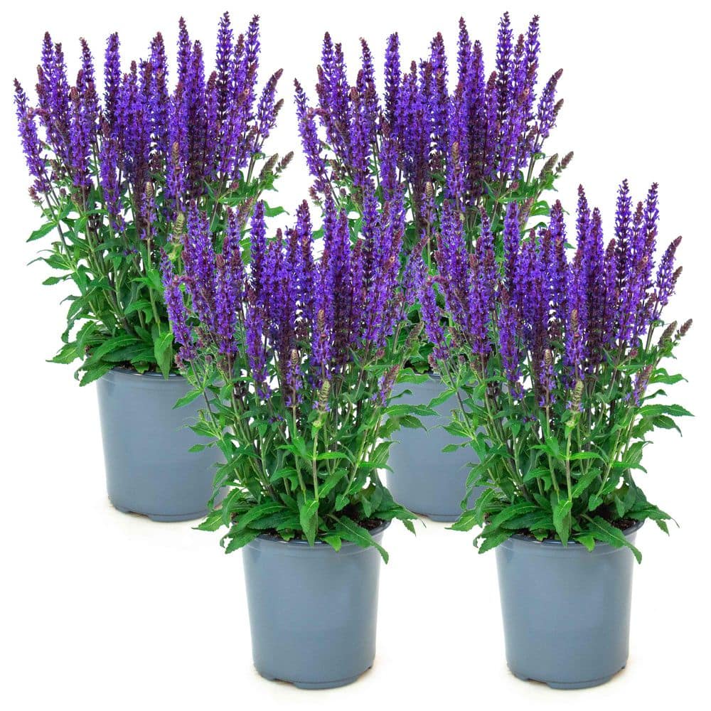 perennials-salnchbb2-gzd4-