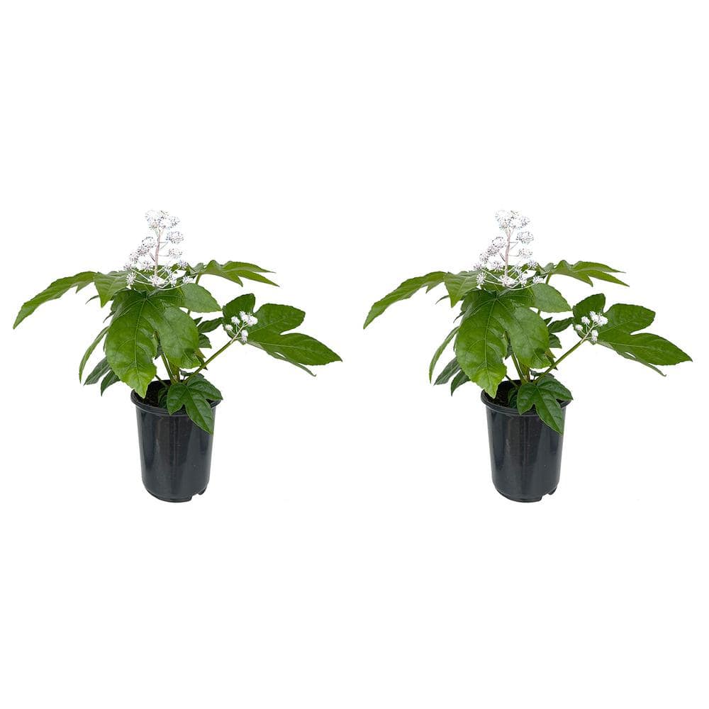 2.5 qt. Fatsia japonica Perennial Plant with White Flowers-(2-Pack)