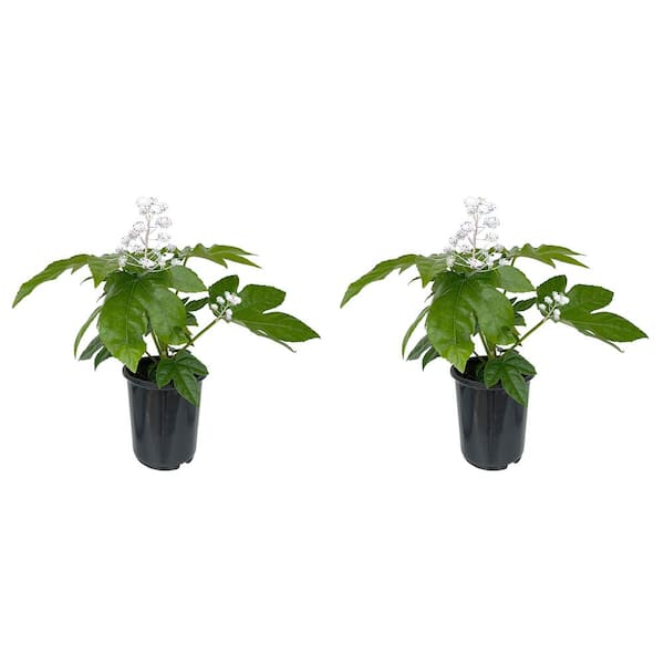 2.5 qt. Fatsia japonica Perennial Plant with White Flowers-(2-Pack)