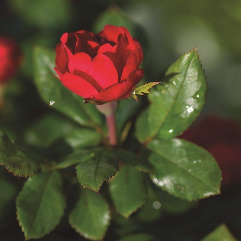 Compact Fire Engine Red Petite Knock Out Rose (2 Quart)