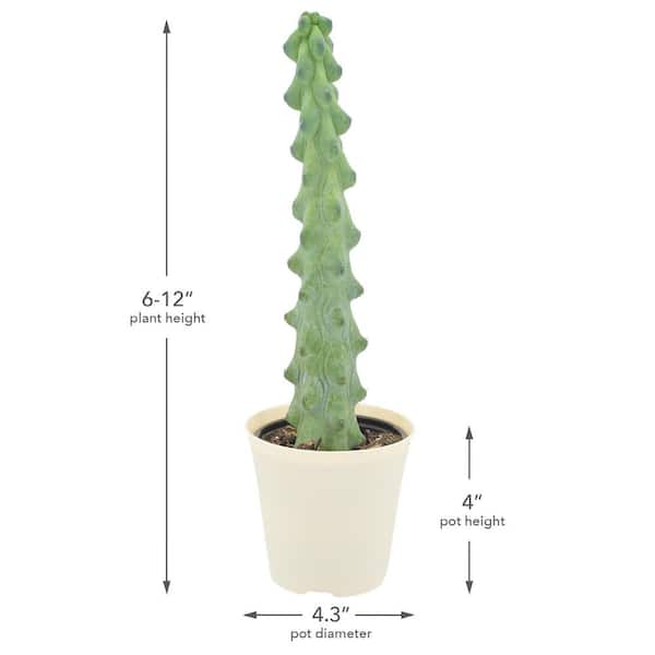 Arcadia Garden Products 4 in. Boobie Cactus Plant in Beige Plastic Grower  Pot Cover LV76 - The Home Depot