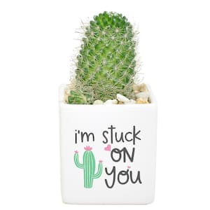 Indoor Cactus in 2.5 in. White Ceramic Planter, Avg. Shipping Height 4 in. Tall
