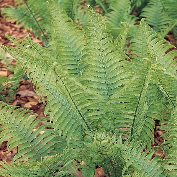 METROLINA GREENHOUSES 2.5 Qt. Ostrich Green Fern Plant