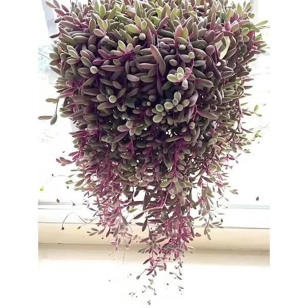 T. Succulent Form × Nizanda T'STROPICALS Sudzendf Othonna T. Succulent Form × Nizanda T'STROPICALS Sudzendf Othonna