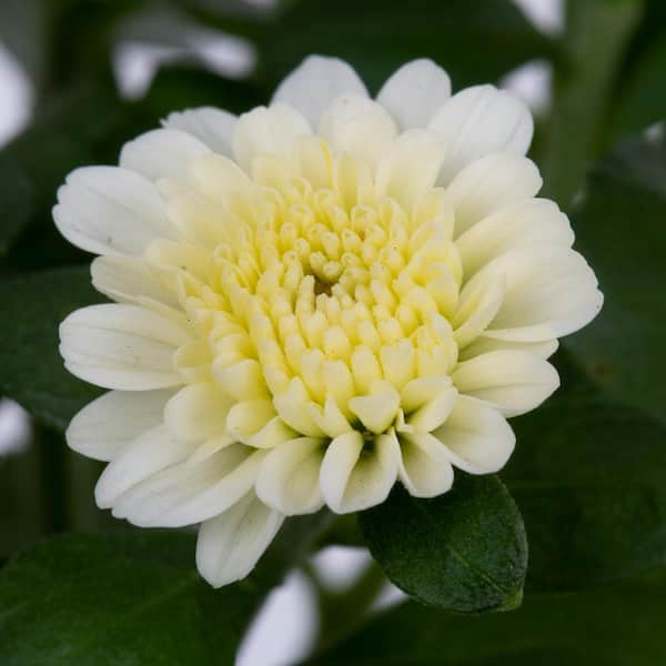 Chrysanthemum 'Old Fashioned White' plants