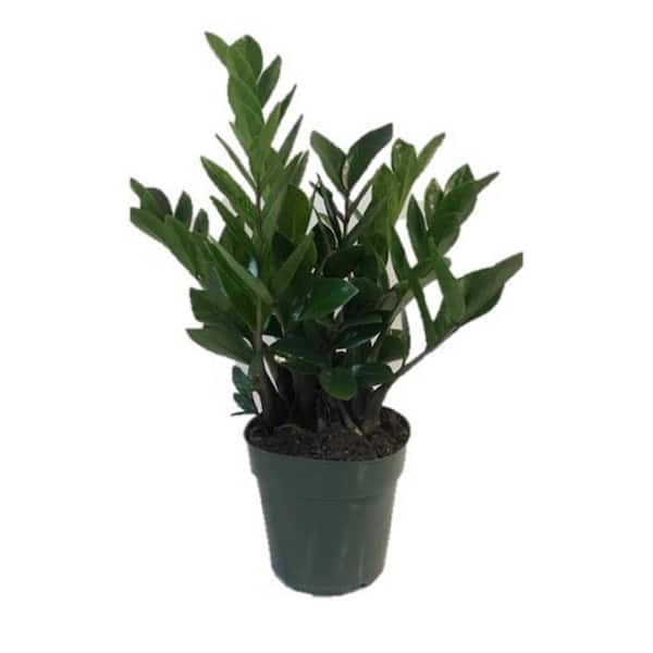 Vigoro 6 In. ZZ Plant in Decorative Pot