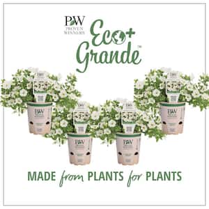 4.25 in. Eco+Grande, Superbells White (Calibrachoa) Live Plants, White Flowers (4-Pack)