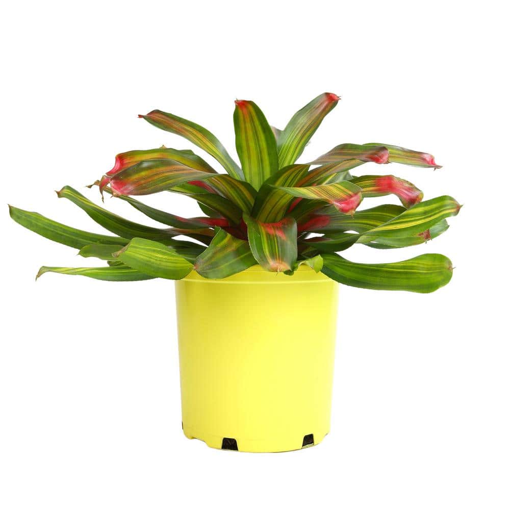 Freddie Variegated Bromeliad with Cherry Red Tips in Yellow Planter