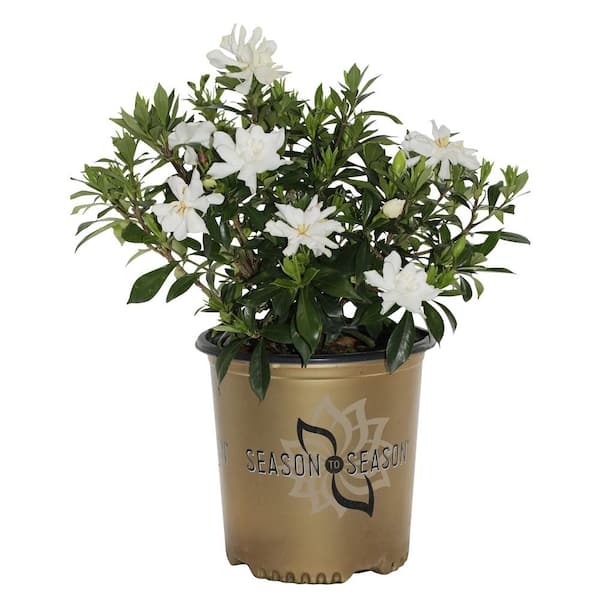 SEASON TO SEASON 2G Celestial Star Gardenia Flowering Shrub with White Blooms