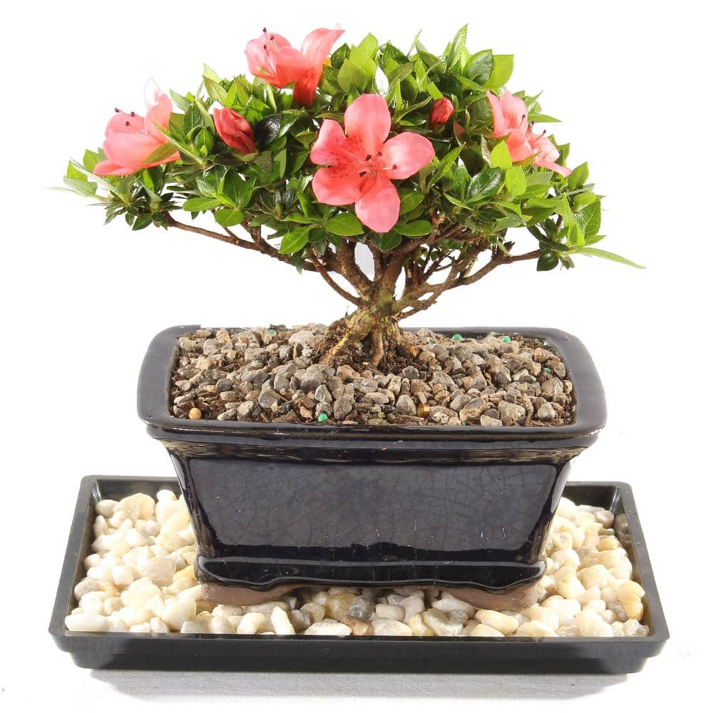 brussel's BONSAI Satsuki Azalea 'Kazan' Plant in Bonsai Ceramic Container