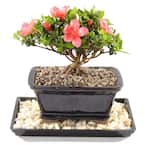 brussel's BONSAI Satsuki Azalea 'Kazan' Plant in Bonsai Ceramic