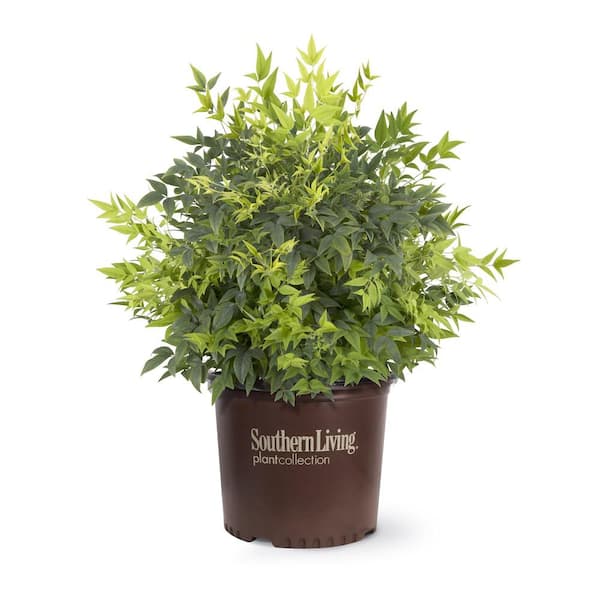 SOUTHERN LIVING 2 Gal. Lemon Lime Nandina, Live Evergreen Shrub, Lime Green New Foliage