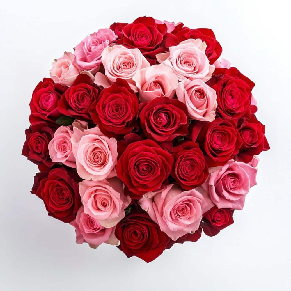 薔薇のロマッティックシェルフS ピンク W40D20H50cm Globalrose 50 Stems of Roses 25 Red and 25 Pink 50-roses-25-red-25