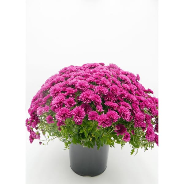 3 qt. Chrysanthemum (Mum) Annual Fall Outdoor Live Plant with Purple Flowers in 8 in. Grower Pot (2-Pack)