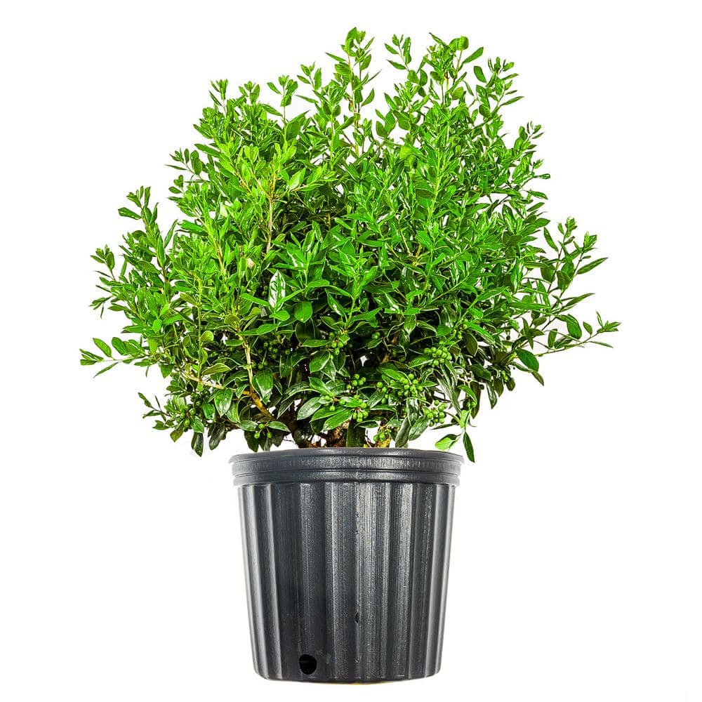 Reviews for Perfect Plants Needlepoint Holly Shrub in 3 Gal. Grower's