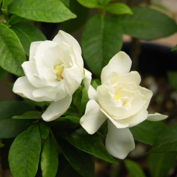 national PLANT NETWORK  qt. Gardenia August Beauty Flowering Shrub with  White Blooms HD7124 - The Home Depot