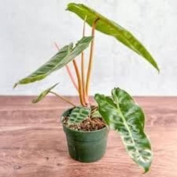 pothos epipremnum pinnatum albo variegata Pothos Epipremnum pinnatum albo variegata main image 0