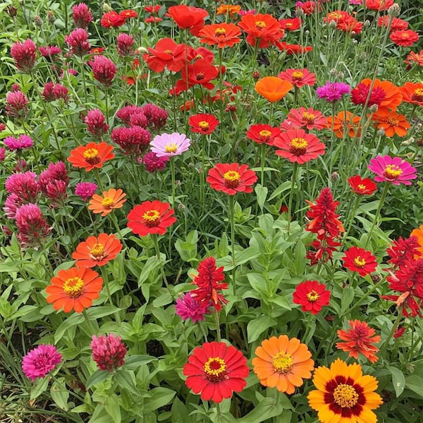 1 lbs. Red Mix Bulk Flower Seeds