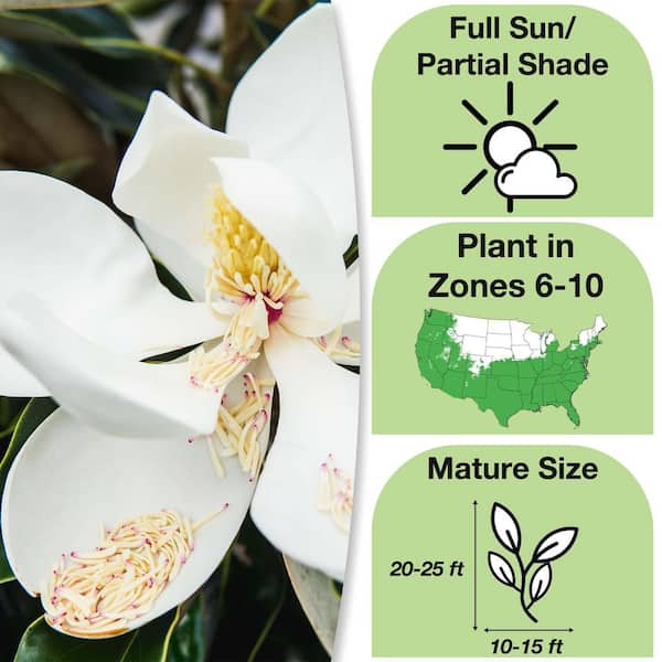 2.3 ft. Tall 1 Gal. Little Gem Magnolia Tree Large Fragrant Southern Magnolia Blooms