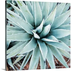 "Agave Centuryplant" by Circle Capture Canvas Wall Art