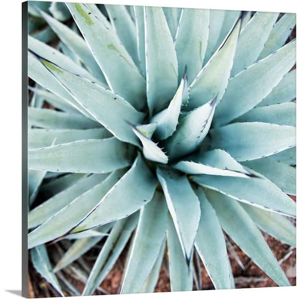 GreatBigCanvas "Agave Centuryplant" by Circle Capture Canvas Wall Art